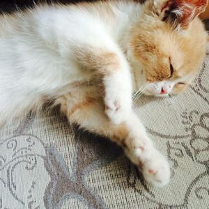 欧美夫妻生活网
